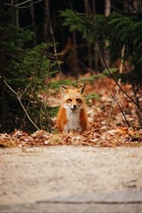 Preview wallpaper fox, predator, forest, leaves, autumn