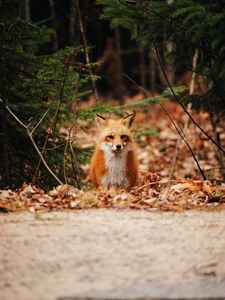Preview wallpaper fox, predator, forest, leaves, autumn