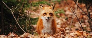 Preview wallpaper fox, predator, forest, leaves, autumn