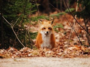 Preview wallpaper fox, predator, forest, leaves, autumn