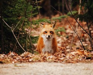 Preview wallpaper fox, predator, forest, leaves, autumn