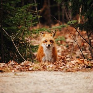 Preview wallpaper fox, predator, forest, leaves, autumn