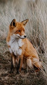 Preview wallpaper fox, predator, glance, animal