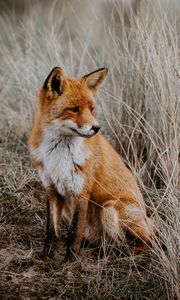 Preview wallpaper fox, predator, glance, animal