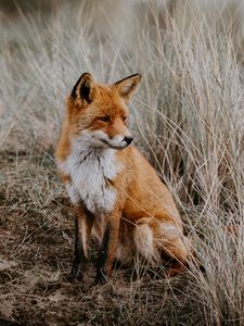 Preview wallpaper fox, predator, glance, animal