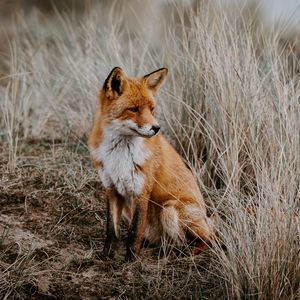 Preview wallpaper fox, predator, glance, animal