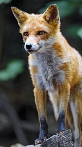 Preview wallpaper fox, predator, glance, animal, orange