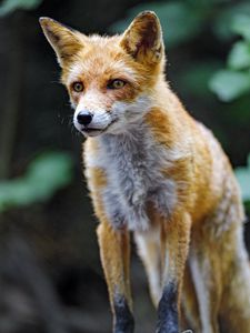 Preview wallpaper fox, predator, glance, animal, orange