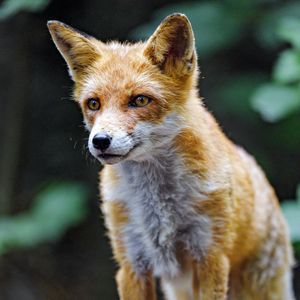 Preview wallpaper fox, predator, glance, animal, orange