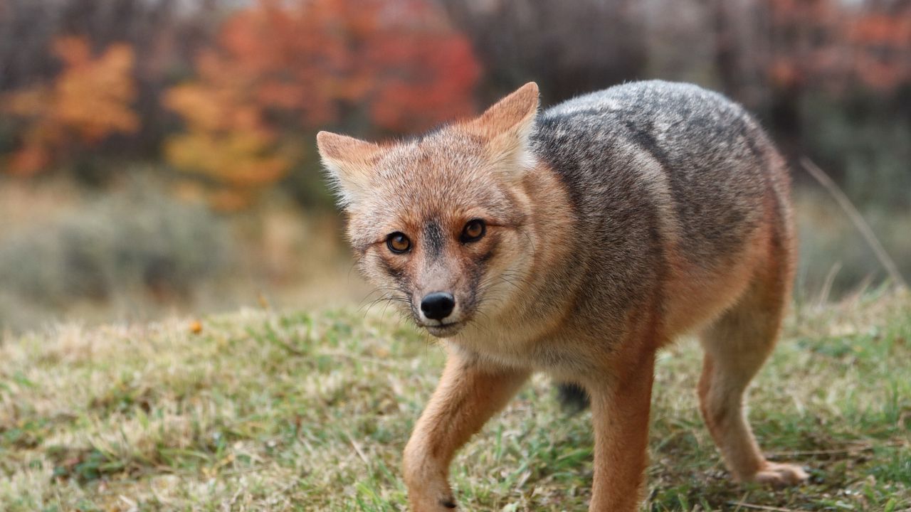 Wallpaper fox, predator, glance, animal, fright