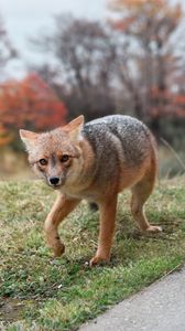 Preview wallpaper fox, predator, glance, animal, fright