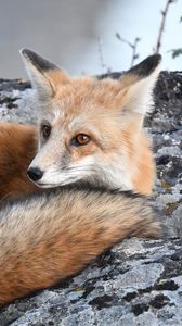 Preview wallpaper fox, predator, glance, cute, fluffy