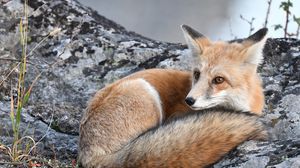 Preview wallpaper fox, predator, glance, cute, fluffy