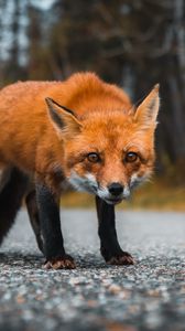 Preview wallpaper fox, predator, glance, asphalt