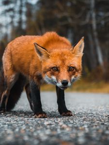 Preview wallpaper fox, predator, glance, asphalt