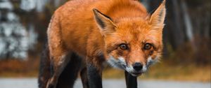 Preview wallpaper fox, predator, glance, asphalt
