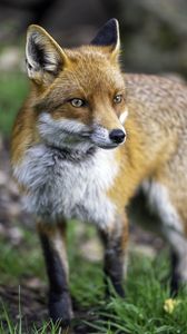 Preview wallpaper fox, predator, grass, wildlife