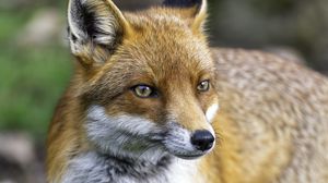 Preview wallpaper fox, predator, grass, wildlife