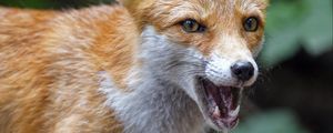 Preview wallpaper fox, predator, jaws, muzzle