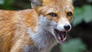 Preview wallpaper fox, predator, jaws, muzzle