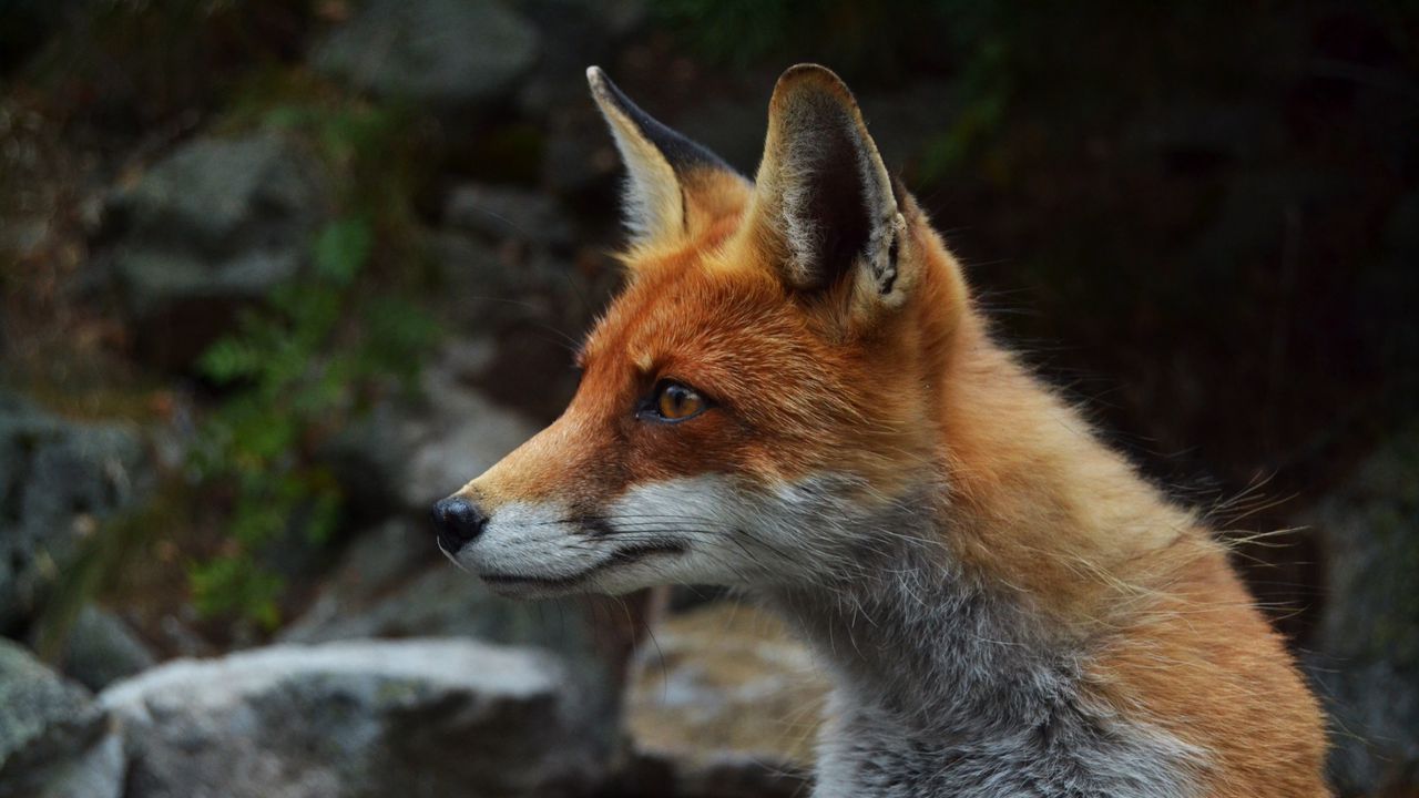 Wallpaper fox, predator, muzzle, attentiveness