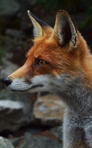 Preview wallpaper fox, predator, muzzle, attentiveness