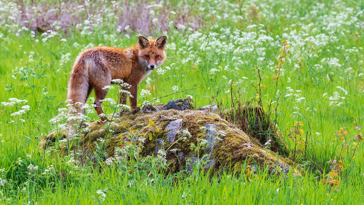Wallpaper fox, predator, muzzle, grass, animal