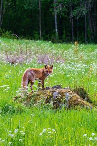 Preview wallpaper fox, predator, muzzle, grass, animal