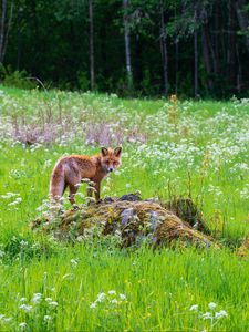 Preview wallpaper fox, predator, muzzle, grass, animal