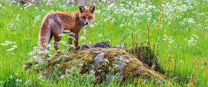 Preview wallpaper fox, predator, muzzle, grass, animal