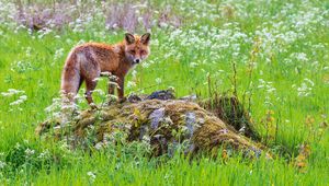 Preview wallpaper fox, predator, muzzle, grass, animal