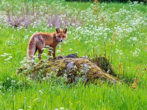 Preview wallpaper fox, predator, muzzle, grass, animal