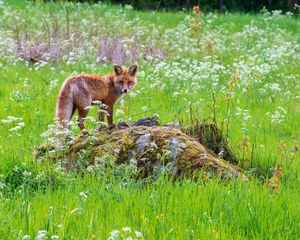 Preview wallpaper fox, predator, muzzle, grass, animal