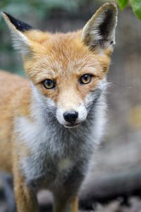 Preview wallpaper fox, predator, muzzle, animal, glance
