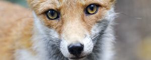 Preview wallpaper fox, predator, muzzle, animal, glance