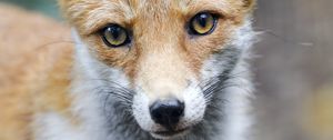 Preview wallpaper fox, predator, muzzle, animal, glance