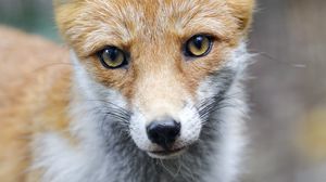 Preview wallpaper fox, predator, muzzle, animal, glance