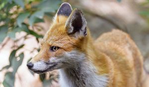 Preview wallpaper fox, predator, muzzle, profile