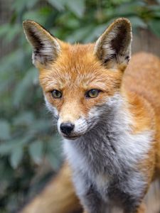 Preview wallpaper fox, predator, sight, animal, muzzle