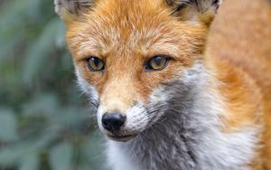 Preview wallpaper fox, predator, sight, animal, muzzle