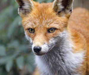 Preview wallpaper fox, predator, sight, animal, muzzle
