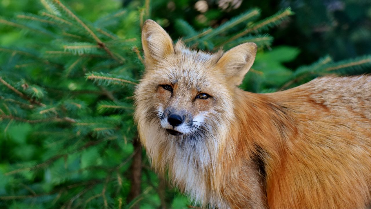 Wallpaper fox, predator, wildlife, squint