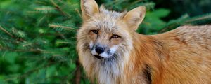 Preview wallpaper fox, predator, wildlife, squint