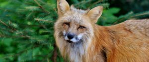 Preview wallpaper fox, predator, wildlife, squint
