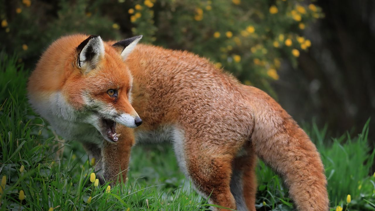 Wallpaper fox, predator, wildlife, grass