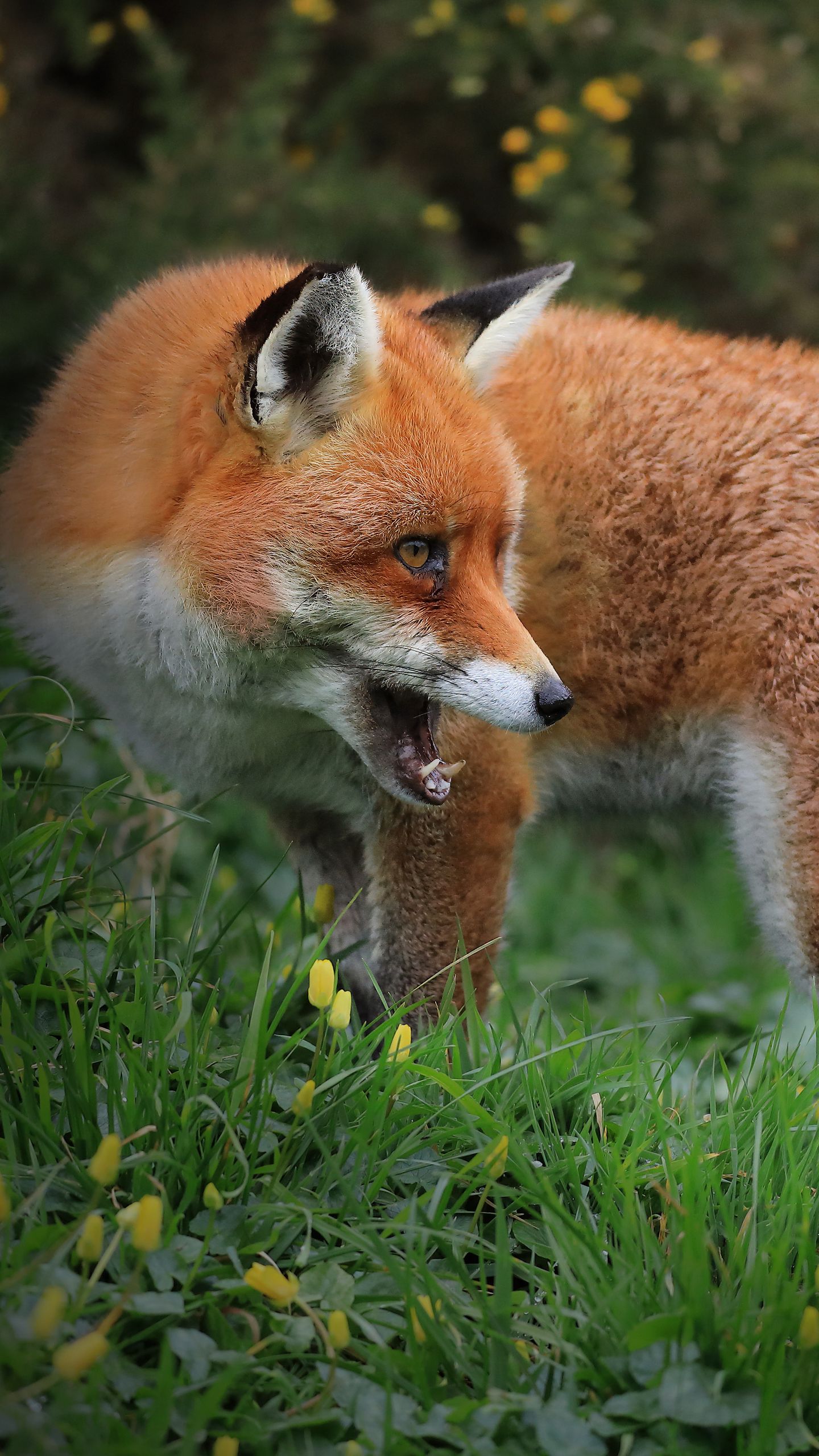 1440x2560 Wallpaper fox, predator, wildlife, grass
