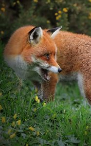 Preview wallpaper fox, predator, wildlife, grass