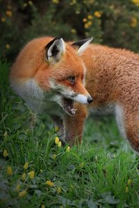 Preview wallpaper fox, predator, wildlife, grass