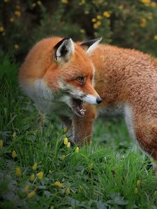 Preview wallpaper fox, predator, wildlife, grass