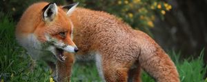 Preview wallpaper fox, predator, wildlife, grass